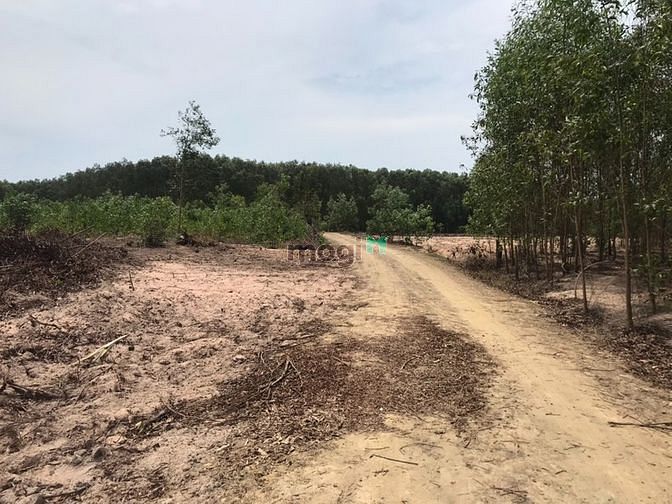 Hình ảnh Đất 1,6 Ha. Cô Kiều Tân Thắng. Giá bán 5 tỷ 5 Ha.