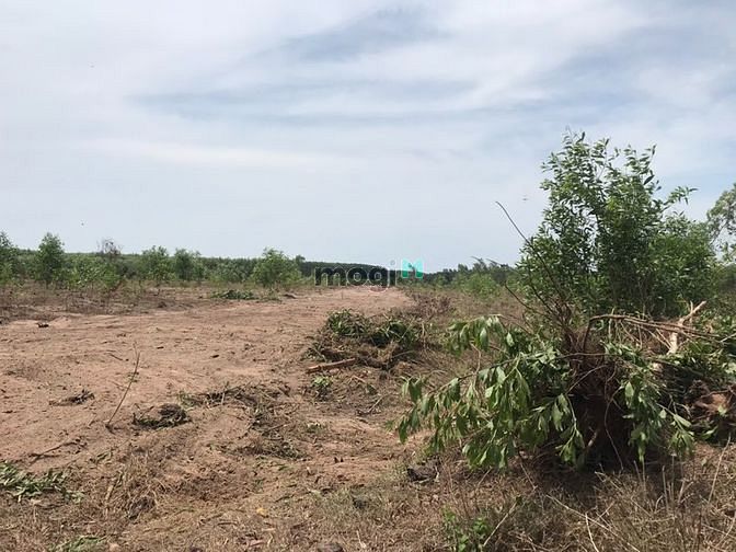 Hình ảnh 3,4 Ha Cô Kiều Tân Thắng Bình Thuận giá 4,6 tỷ / Ha.