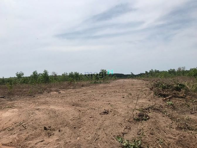 Hình ảnh 3,4 Ha Cô Kiều Tân Thắng Bình Thuận giá 4,6 tỷ / Ha.