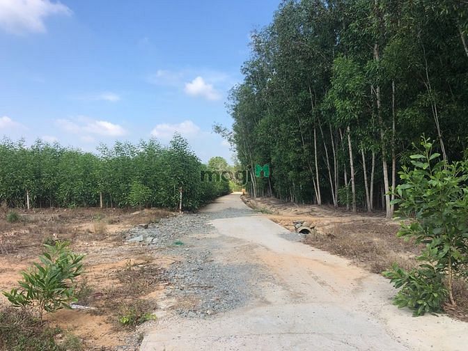 Hình ảnh Bán đất Ấp 5 Xã Phước Bình 1357m2, Huyện Long Thành