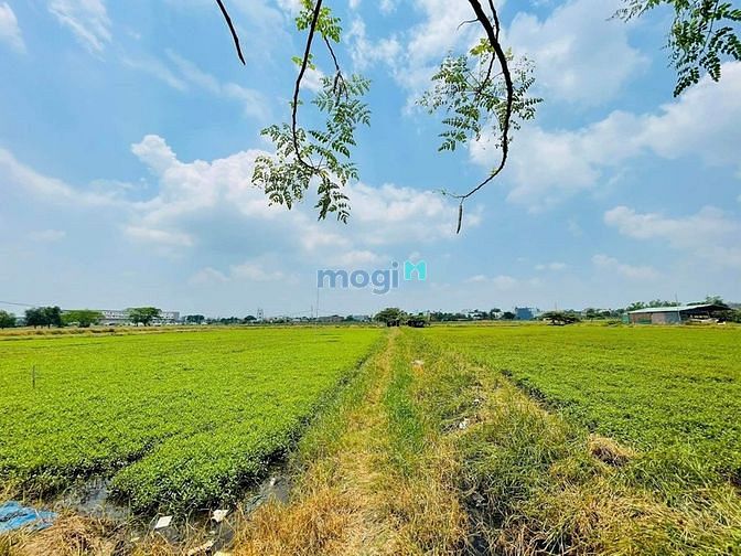 Hình ảnh 195m2 đất lô góc 2 mặt tiền cách ngã tư Bà Điểm 300m chỉ 7.3
