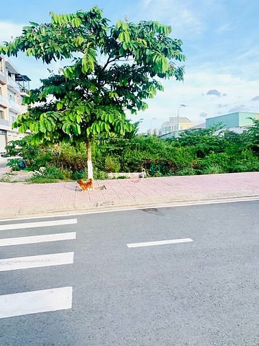Hình ảnh Bán đất Tây Lân Mặt Tiền 20m,Xây Tự Do,Sổ Riêng, Đất Nằm Cách Chợ 300m