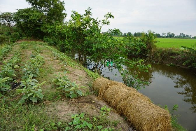 Hình ảnh Bán gấp 1680m2 đất 20m mặt tiền Cờ Đỏ, Cần Thơ. Có thổ cư.