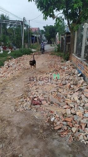 Hình ảnh ĐẤT GÒ DẦU-TÂY NINH giá chỉ 700 triệu