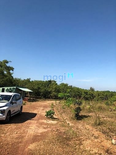 Hình ảnh Đất sào sổ sẵn sát kcn giá rẻ bình phước chỉ 439tr