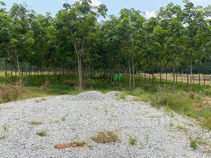 Hình ảnh hơn 5000m2 đất vuông vấp chia lô đất cự vip chính chủ không qua co