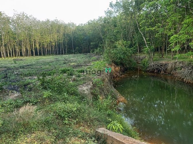Hình ảnh Xã minh hòa ,dầu tiếng, bình dương cần bán lô đất diện tích 20x50+100