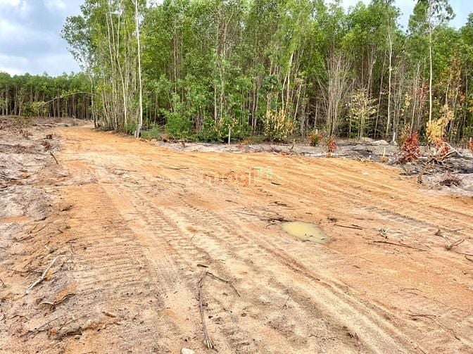 Hình ảnh Đất mẫu Tx.Lagi sát bên đường dự phóng đường ô tô