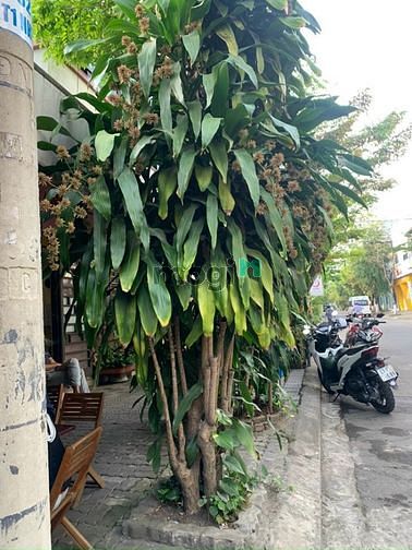 Hình ảnh bán lô đất mặt tiền đặng như mai vi tri qa đêp