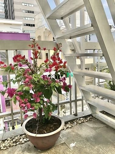 Hình ảnh CHDV Studio-Duplex - Ban công - Full nt xinh - Chỉ tính ĐIỆN
