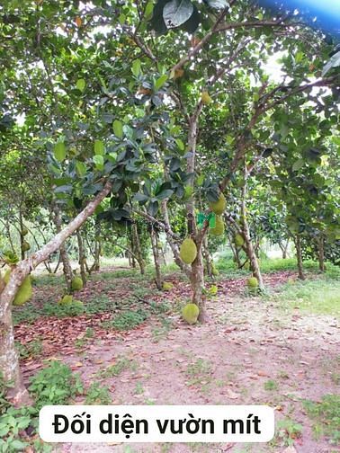 Hình ảnh Đất vườn 500m Nhuận Đức 150m THỔ CƯ GIÁ THƠM