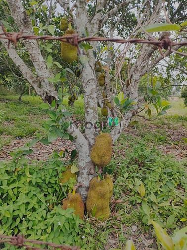 Hình ảnh Đất vườn 500m Nhuận Đức 150m THỔ CƯ GIÁ THƠM