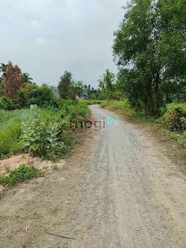 Hình ảnh MT Rạch Dứa Bình Mỹ Củ Chi 1000m2 Có 300m2 tc Giá Bán chỉ 5,5tr/m2