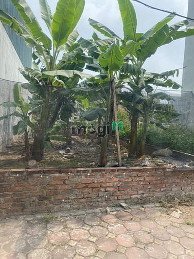 Hình ảnh Bán đất Ngõ 160 Cổ Linh, 30m ra tới đường Cổ Linh