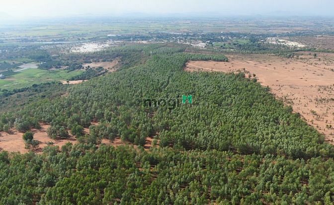 Hình ảnh LÔ ĐẤT ĐẸP 20221m2 : Đường đất trên sổ, sổ vuôn, gần quốc lộ 1A