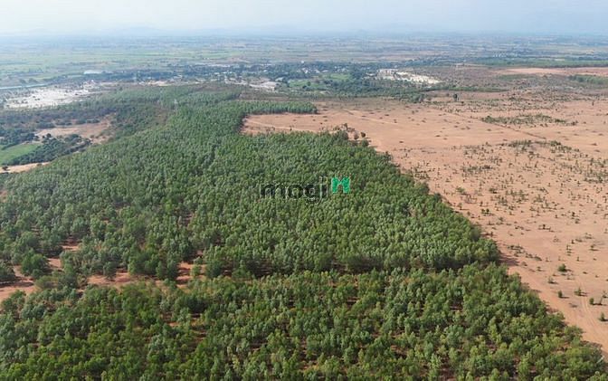 Hình ảnh LÔ ĐẤT ĐẸP 20221m2 : Đường đất trên sổ, sổ vuôn, gần quốc lộ 1A