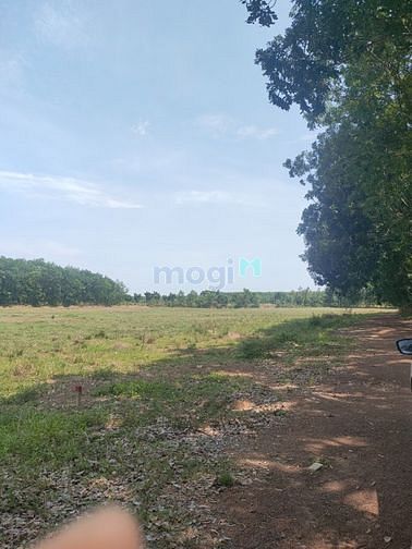 Hình ảnh Đất sổ đỏ riêng 1000m  gần ủy ban lộc Thịnh Lộc Ninh Bình Phước  đường
