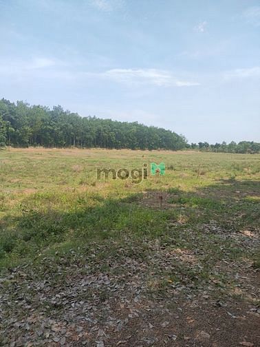 Hình ảnh Đất sổ đỏ riêng 1000m  gần ủy ban lộc Thịnh Lộc Ninh Bình Phước  đường