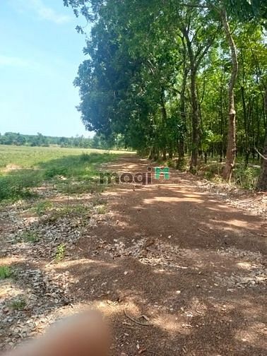 Hình ảnh Đất sổ đỏ riêng 1000m  gần ủy ban lộc Thịnh Lộc Ninh Bình Phước  đường
