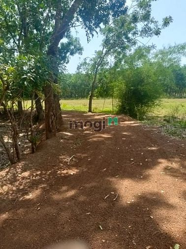 Hình ảnh Đất sổ đỏ riêng 1000m  gần ủy ban lộc Thịnh Lộc Ninh Bình Phước  đường