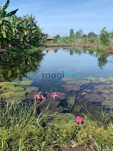 Hình ảnh Đất Vườn Mặt Tiền Kênh, 900m2. Gía 2,45 tỷ.