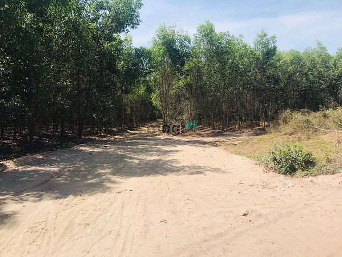 Hình ảnh Đất giáp bà rịa 4 Ha 9 Tân Thắng giá 4 tỷ 5/ Ha