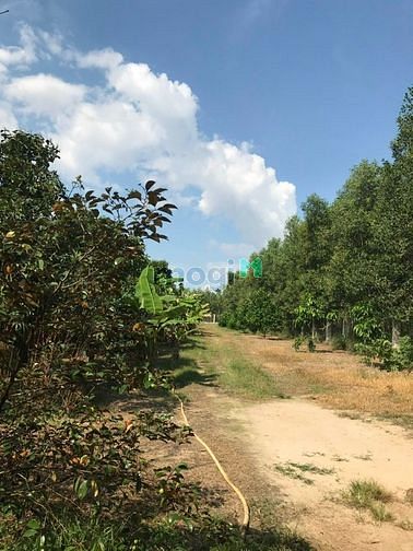 Hình ảnh Bán đất 2MT + Nhà +Vuờn Định Thành, Dầu Tiếng, DT:135x178, SHR, 15 tỷ