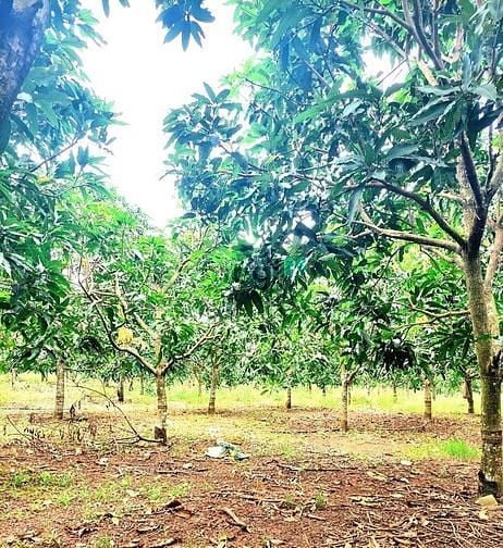 Hình ảnh Cần bán lô đất phủ hồng, đường bê tông,dân đông,view hồ Trị An