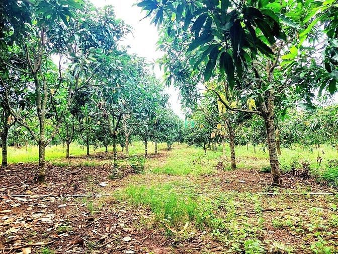 Hình ảnh Cần bán lô đất phủ hồng, đường bê tông,dân đông,view hồ Trị An