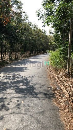 Hình ảnh Còn 1 lô duy nhất DT2000m2, đường Tân Bình 04, cách DT741 200m.