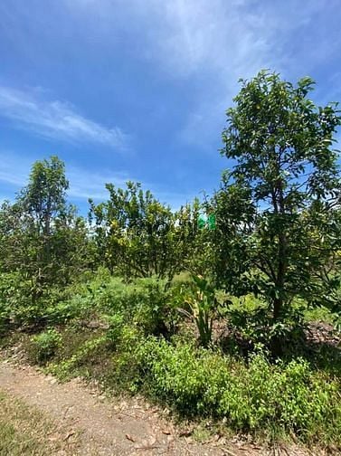 Hình ảnh Đất vườn siêu đẹp mặt đường betong
