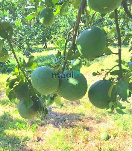 Hình ảnh Đất vườn siêu đẹp mặt đường betong