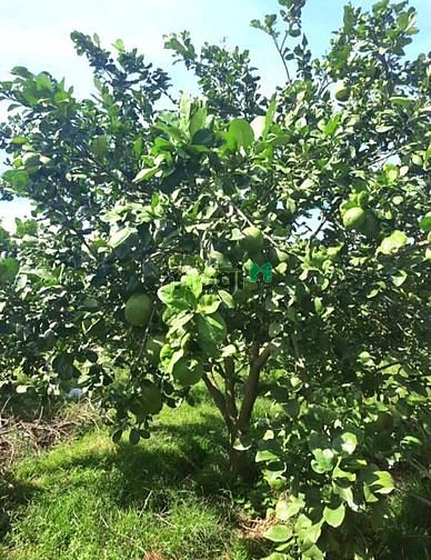 Hình ảnh Đất vườn siêu đẹp mặt đường betong
