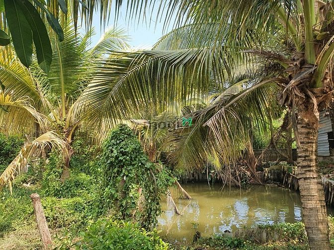 Hình ảnh Bán lô đất ở Cần Giuộc, có cả thổ và vườn (607m2), cách Q8 20 phút