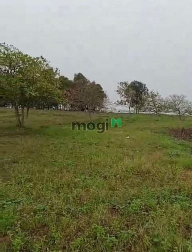 Hình ảnh Bán đất View hồ Dầu Tiếng, Minh Hòa, Dầu Tiếng, DT34.000m2, SHR,20 tỷ