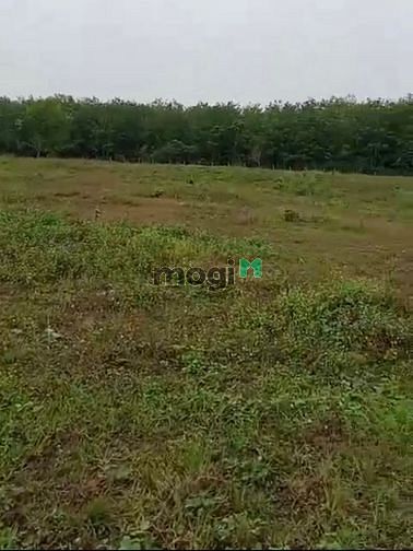 Hình ảnh Bán đất View hồ Dầu Tiếng, Minh Hòa, Dầu Tiếng, DT34.000m2, SHR,20 tỷ