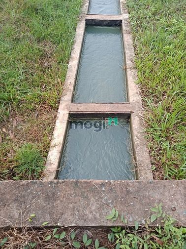 Hình ảnh Đất Vườn Củ Chi 10*50 giá 1ty200