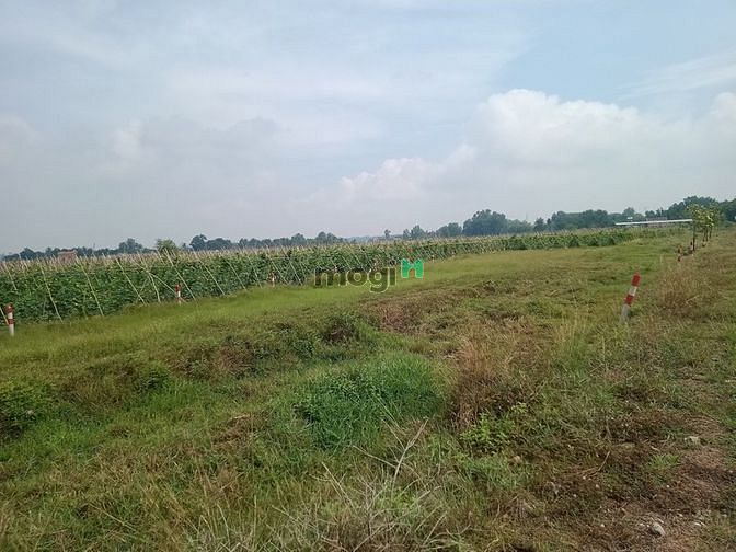 Hình ảnh Đất Vườn Củ Chi 10*50 giá 1ty200