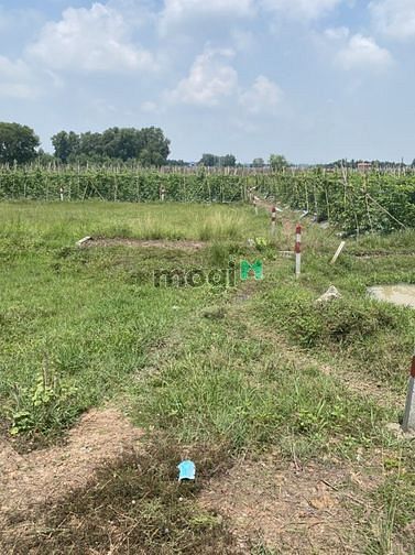 Hình ảnh Đất Vườn Củ Chi 10*50 giá 1ty200
