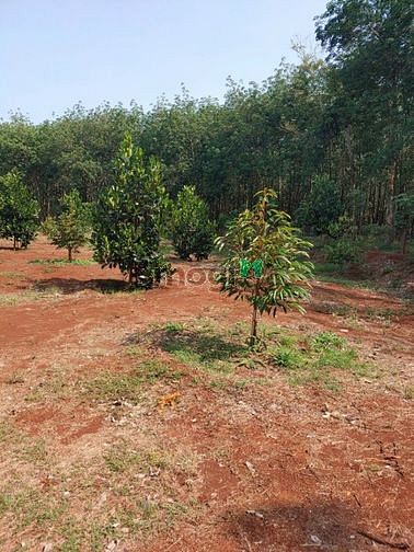 Hình ảnh Đất Vườn Sầu Riêng Xuân Đường Cẩm Mỹ
