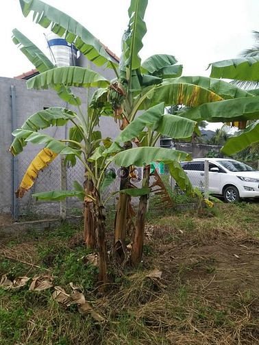 Hình ảnh Bán đất Ninh Ích giá siêu rẻ Trang MB66.COM Chính Thức - MB 66 Uy Tín - bán gấp