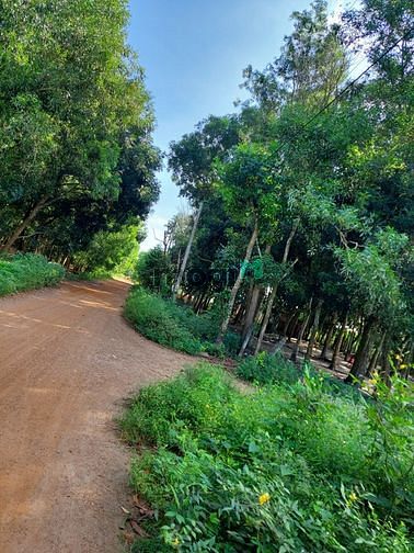 Hình ảnh Đất 2 Mt thông đường Cô Kiều Tân Thắng giá 1 tỷ 850 tr
