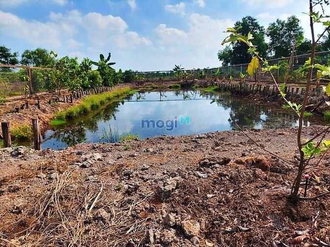 Hình ảnh Đất vườn Củ Chi đẹp rất rất đẹp