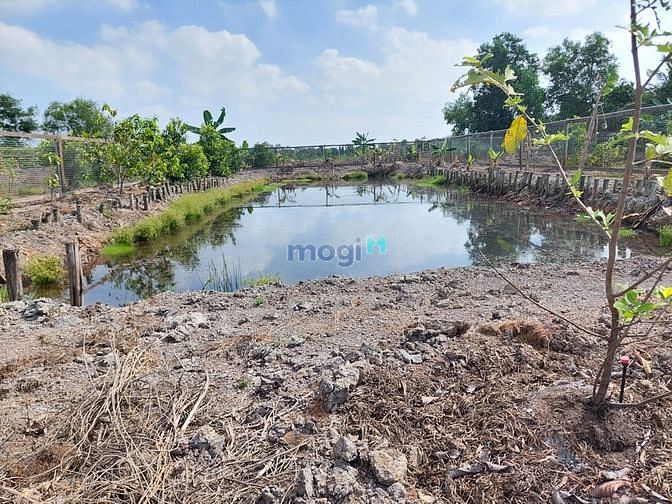 Hình ảnh Đất vườn giá rẻ như cho ở củ chi