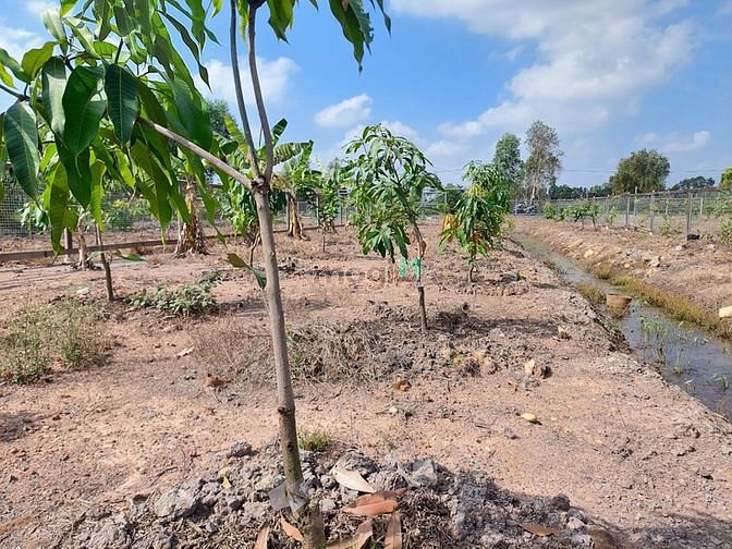 Hình ảnh Đất vườn giá rẻ như cho ở củ chi