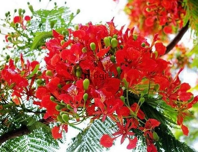 Hình ảnh Hàng thơm cho Trang MB66.COM Chính Thức - MB 66 Uy Tín thu nhập dòng tiền ổn định. Chỉ 4 tỷ ,