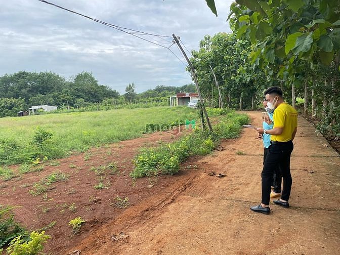 Hình ảnh Mua đất tặng cỏ nuôi bò sát QL13 giá rẻ bình phước