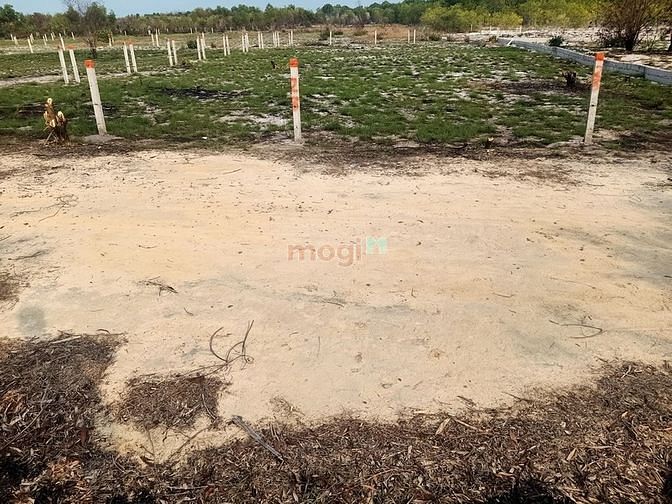 Hình ảnh Bán Đất Biển Khu Rừng Vàng Full Hồng Tân Bình LaGi