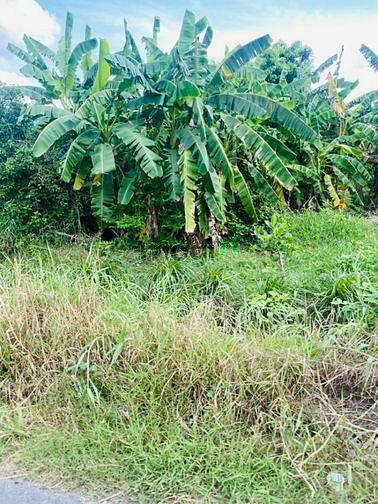 Hình ảnh Bán đất full thổ mặt tiền đức hòa