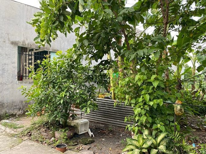 Hình ảnh Đất 5x19.5m sổ chung gần chợ thanh hóa full hồng